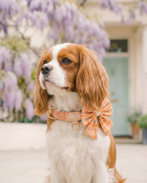 Adjustable Dog Collar: Belgravia Sorbet