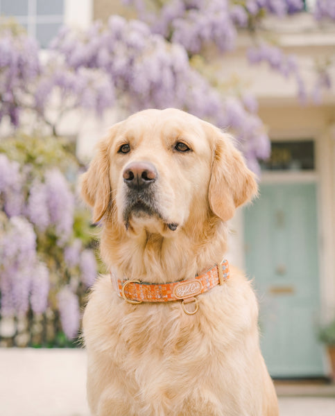 Adjustable Dog Collar: Belgravia Sorbet
