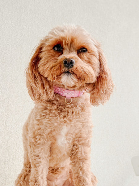 Adjustable Dog Collar: Belgravia Bonbon