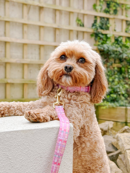 Adjustable Dog Collar: Belgravia Bonbon