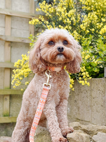 Adjustable Dog Collar: Belgravia Sorbet