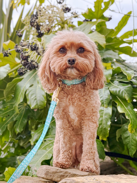 Adjustable Dog Collar: Belgravia Sweetpea