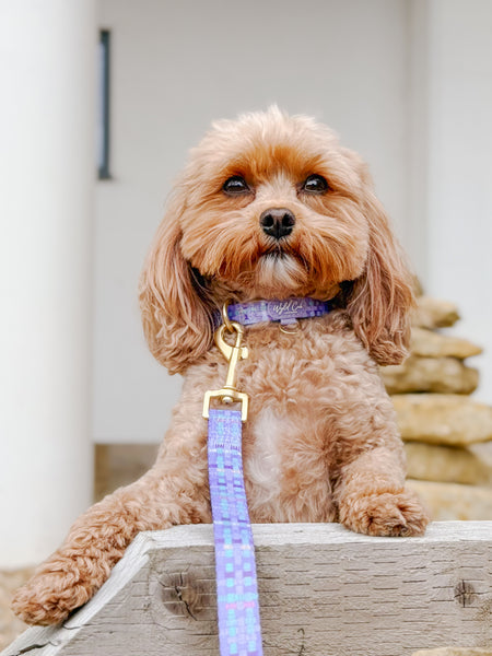 Adjustable Dog Collar: Belgravia Sugarplum