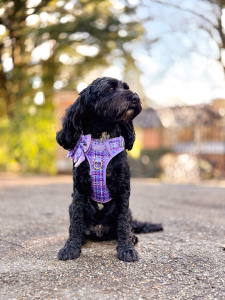 Step & Switch® Dog Harness: Belgravia Sugarplum