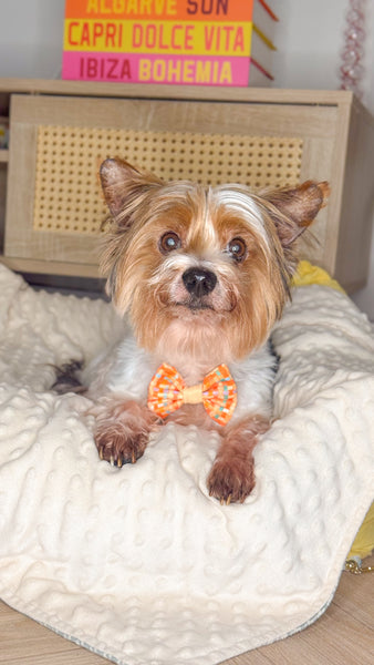 Dog Dickie Bow: Belgravia Sorbet
