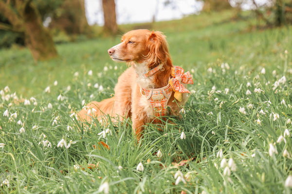 Adjustable Dog Collar: Belgravia Sorbet