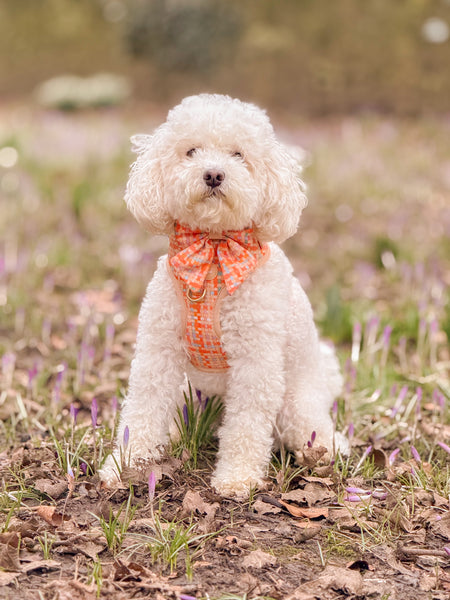 Dog Sailor Bow: Belgravia Sorbet