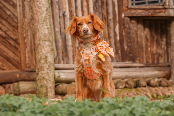 Adjustable Dog Collar: Belgravia Sorbet