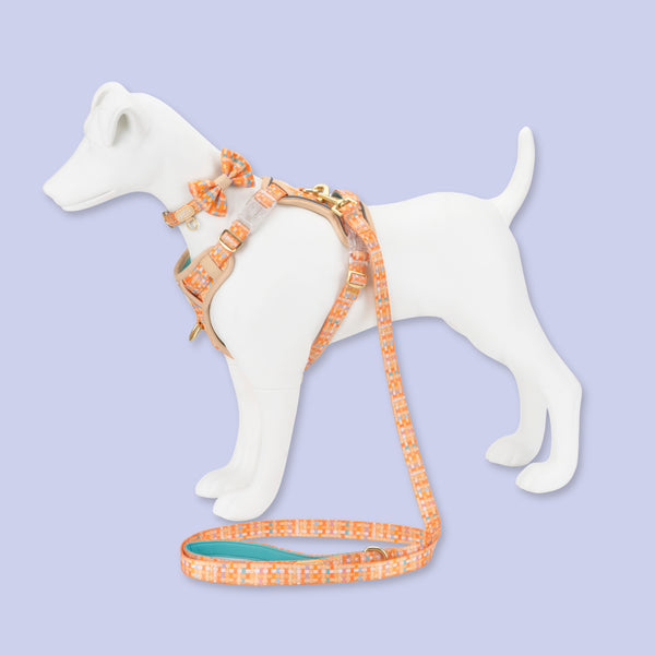 Dog Dickie Bow: Belgravia Sorbet