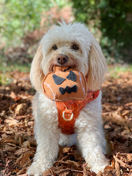 Jack the Pumpkin shaped Eco Dog Toy