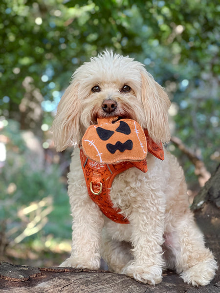 Jack the Pumpkin shaped Eco Dog Toy