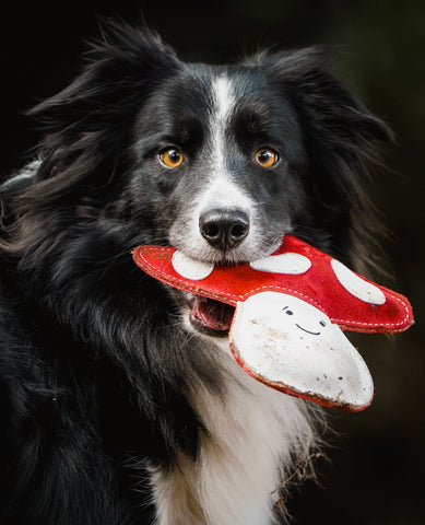 Marie the Mushroom shaped Eco Dog Toy