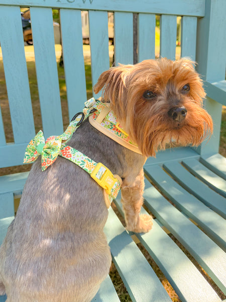 Dog Bow Tie: Notting Hill Lemongrass