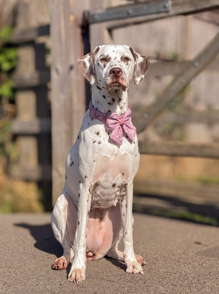 Dog Sailor Bow: Chiswick Rosewood