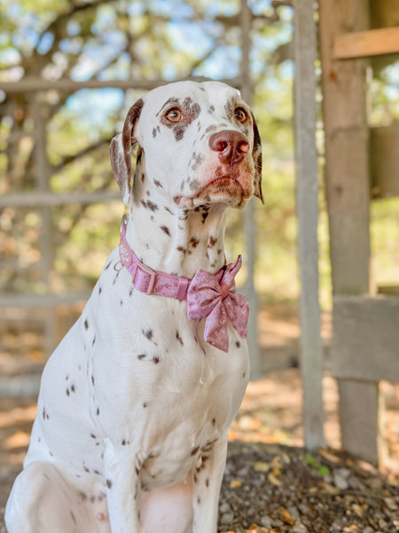 Adjustable Dog Collar: Chiswick Rosewood