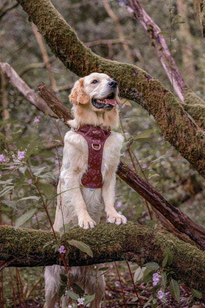 Step & Switch® Dog Harness: Chiswick Chestnut
