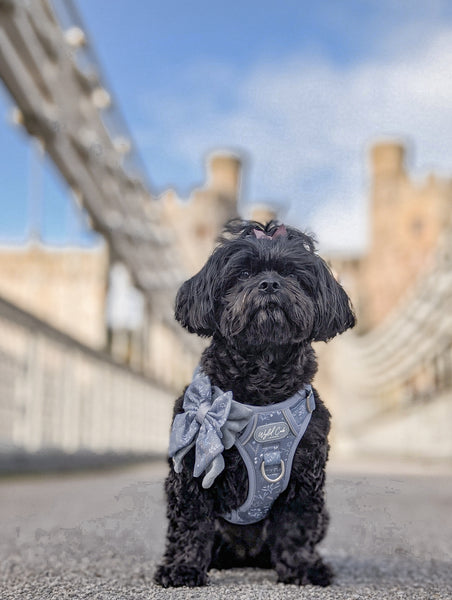 Step & Switch® Dog Harness: Chiswick Dovetail