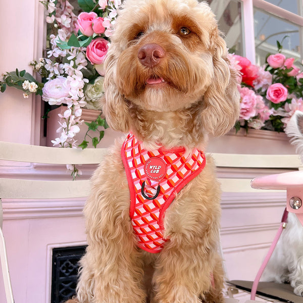 Adjustable Dog Harness: Knightsbridge Coral