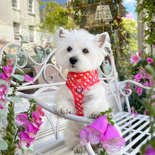 Adjustable Dog Harness: Knightsbridge Coral