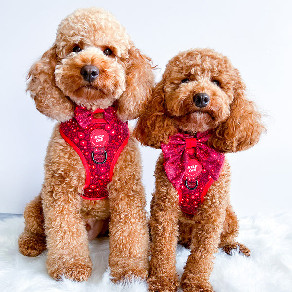 Adjustable Dog Harness: Notting Hill Mulberry