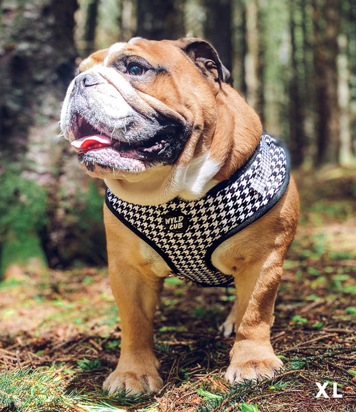 Wyld-Cub-Black-and-White-Monochrome-Houndstooth-Fashionable-Dog-Harness-Lead-Leash-bulldog-british-english-bigdog.jpg