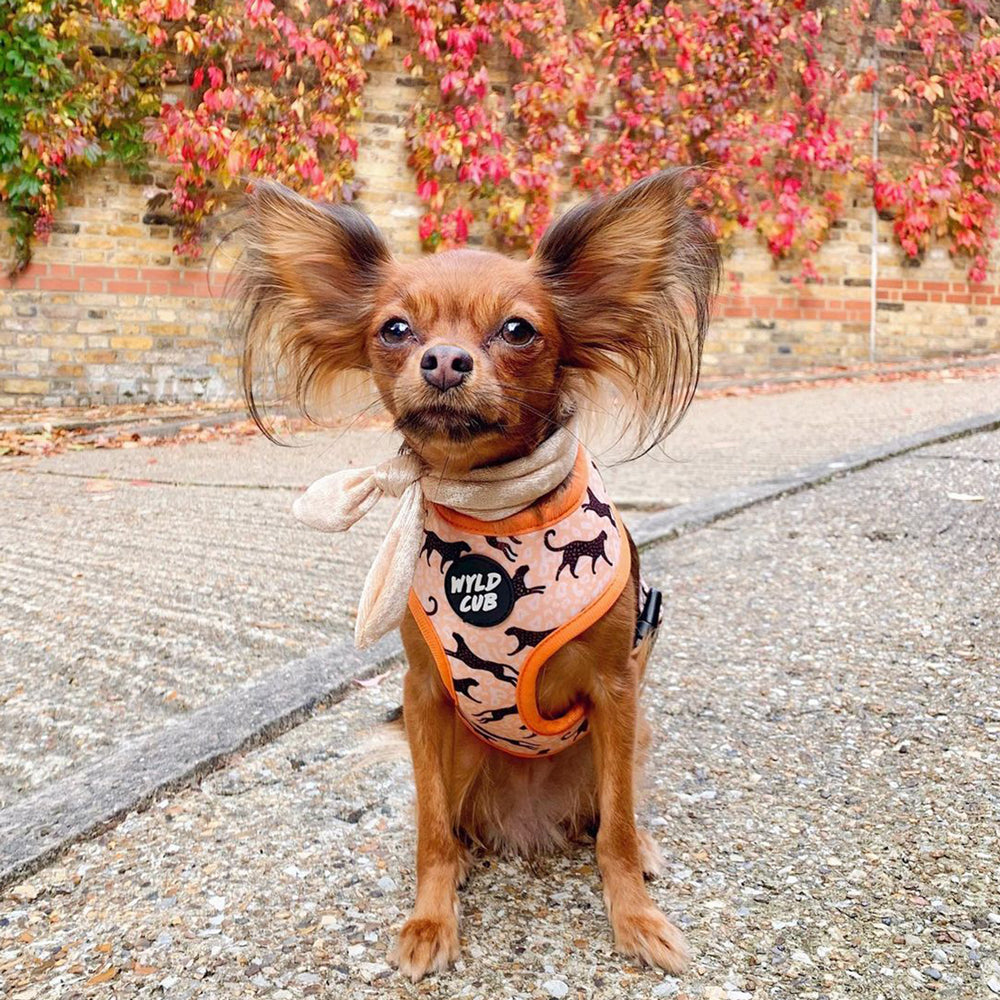 Reversible Dog Harness: Kiss Chaser - Main Image