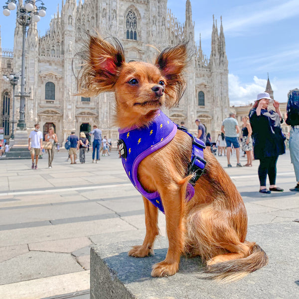 Pocket Rocket: Reversible Dog Harness