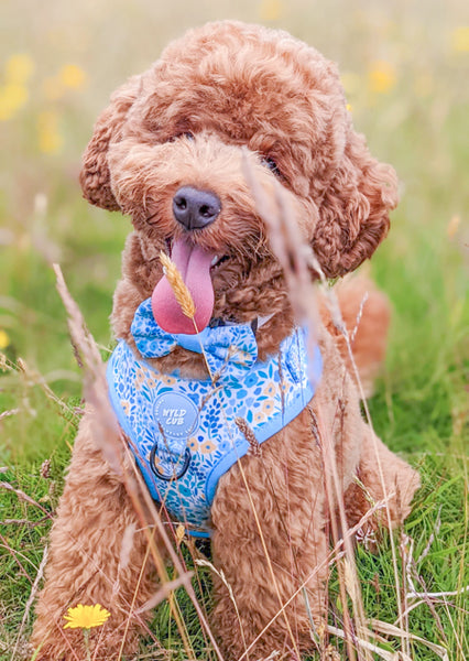 Adjustable Dog Harness: Notting Hill Sky