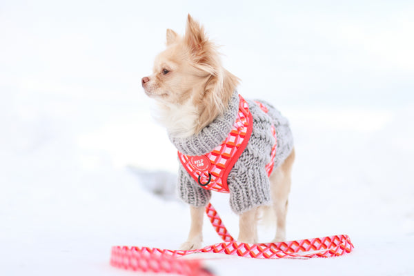 Adjustable Dog Harness: Knightsbridge Coral