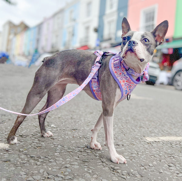 Adjustable Dog Harness: Notting Hill Lilac