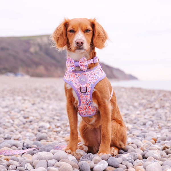 Adjustable Dog Harness: Notting Hill Lilac