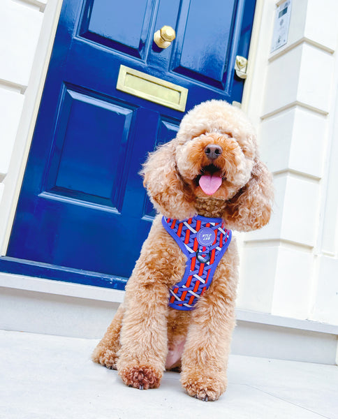 Adjustable Dog Harness: Knightsbridge Violet