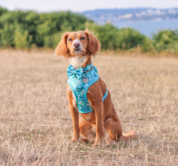 Adjustable Dog Harness: Notting Hill Mint