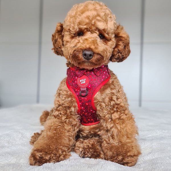 Adjustable Dog Harness: Notting Hill Mulberry