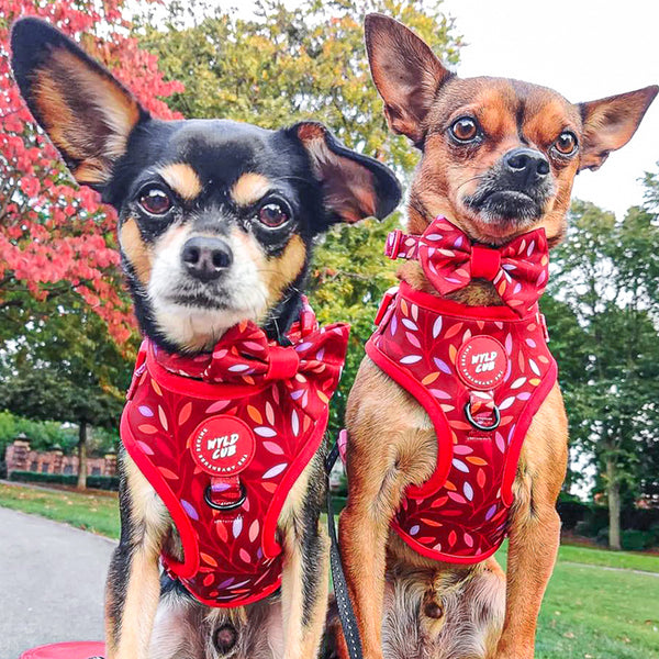 Dog Bow Tie: Hampstead Fireside