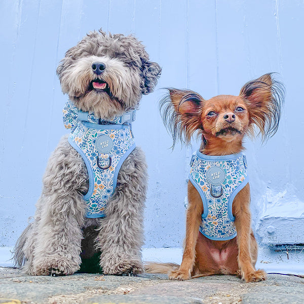 Adjustable Dog Harness: Notting Hill Sky