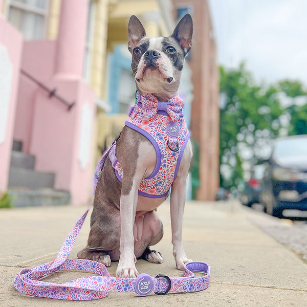 Adjustable Dog Collar: Notting Hill Lilac