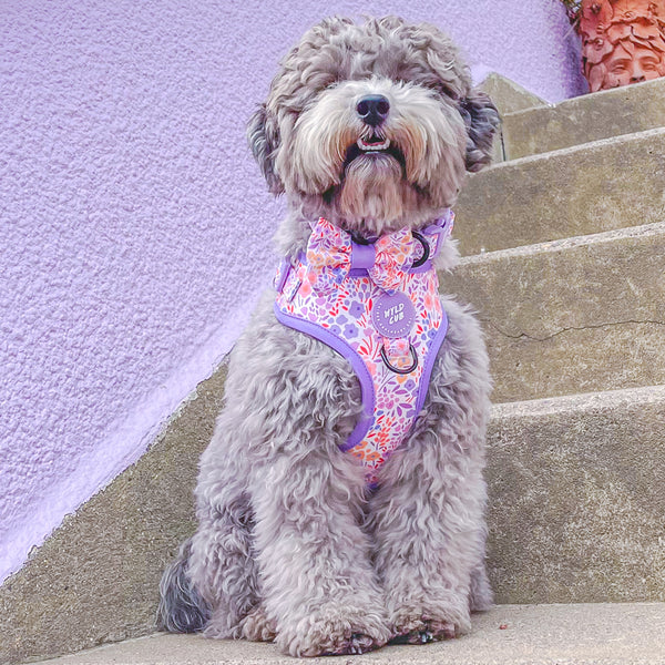 Adjustable Dog Harness: Notting Hill Lilac