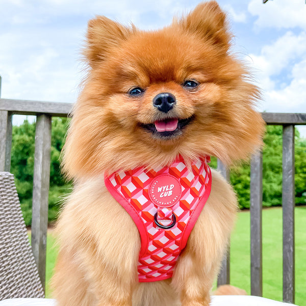 Adjustable Dog Harness: Knightsbridge Coral