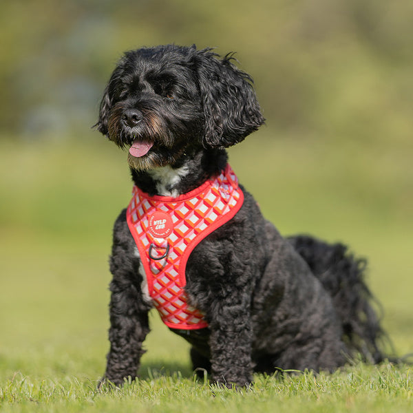 Adjustable Dog Harness: Knightsbridge Coral