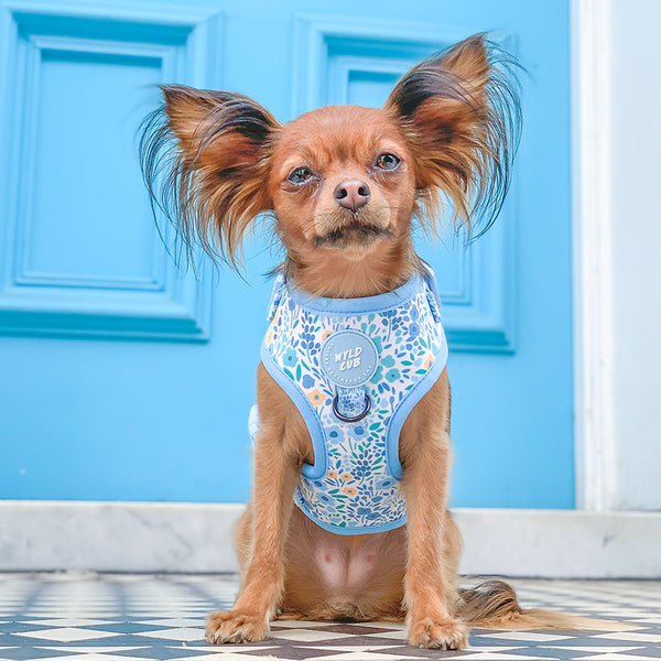 Adjustable Dog Harness: Notting Hill Sky