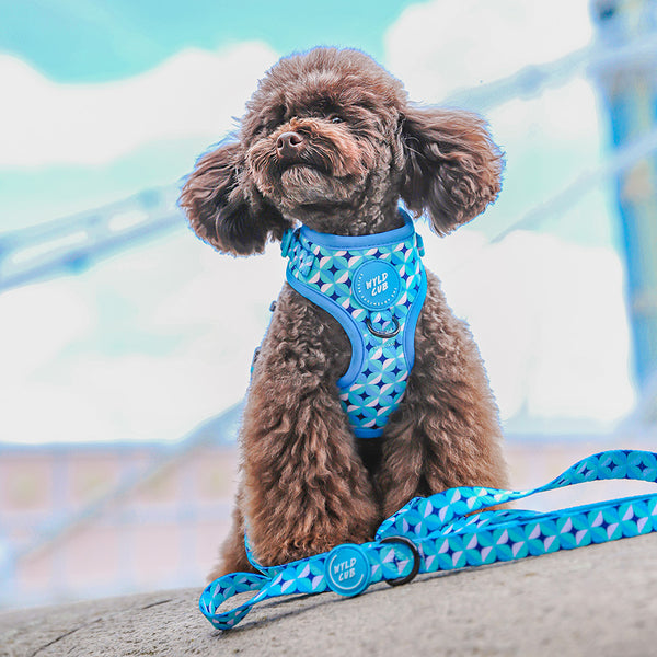 Adjustable Dog Harness: Knightsbridge Azure