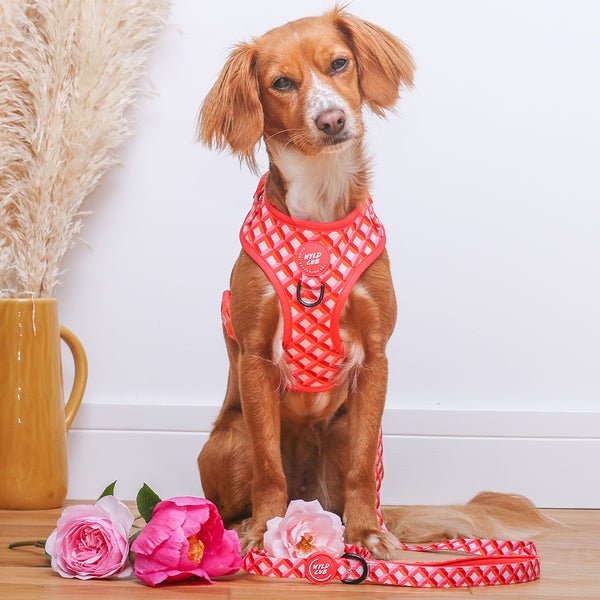 Adjustable Dog Harness: Knightsbridge Coral