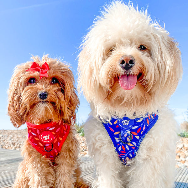 Adjustable Dog Harness: Hampstead Fireside