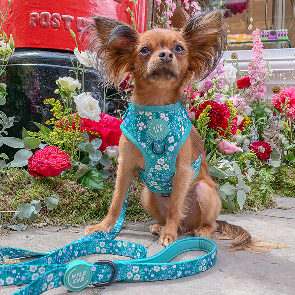 Adjustable Dog Harness: Notting Hill Mint