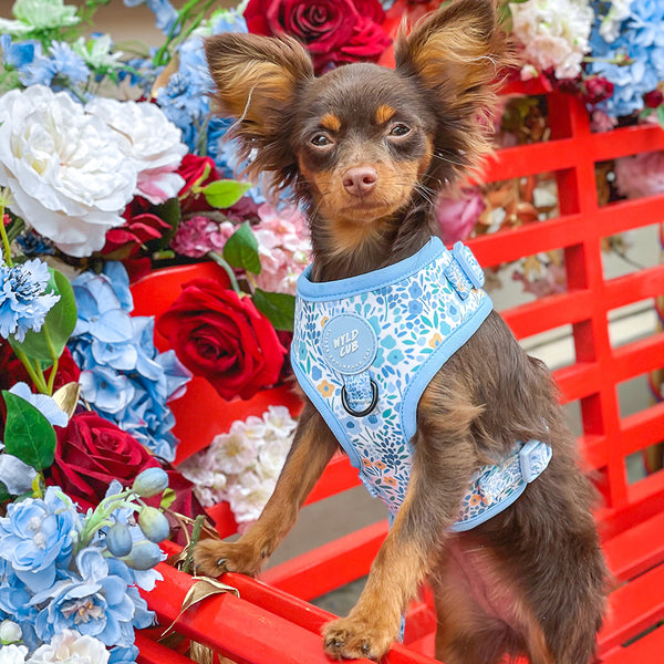 Adjustable Dog Harness: Notting Hill Sky