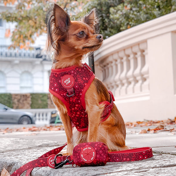 Adjustable Dog Harness: Notting Hill Mulberry