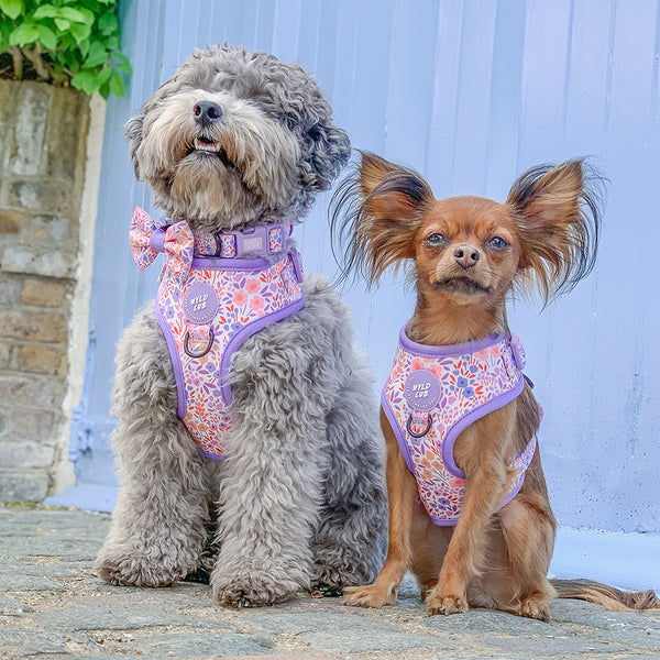 Adjustable Dog Harness: Notting Hill Lilac