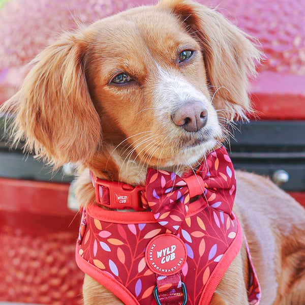 Adjustable Dog Collar: Hampstead Fireside