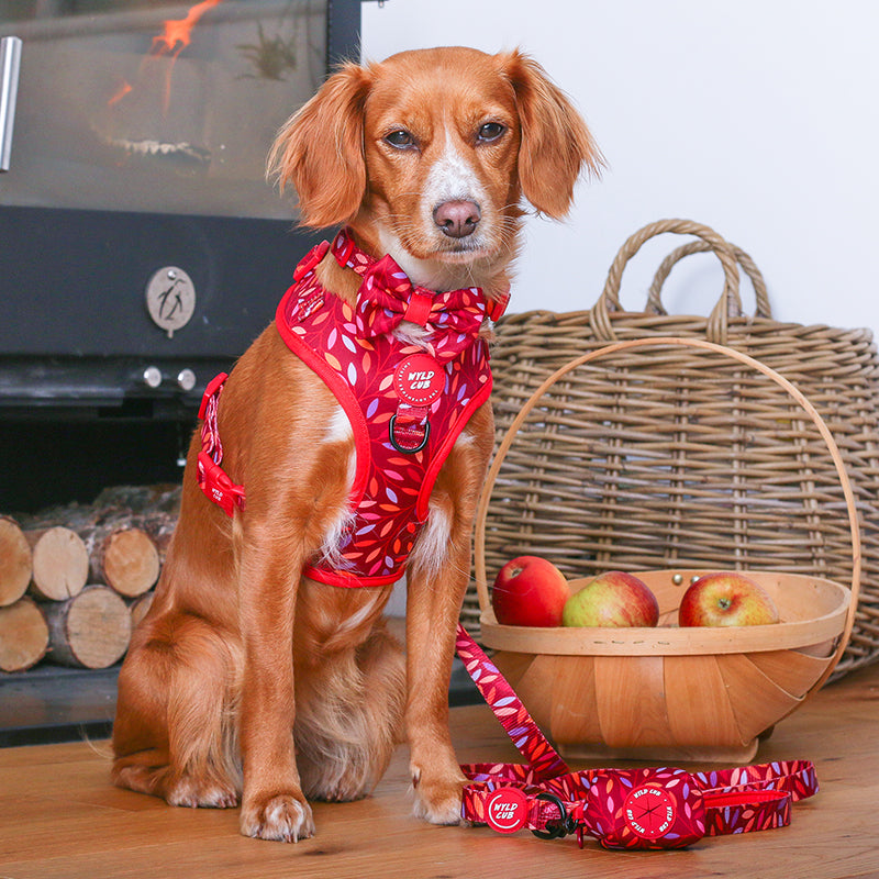 Bandana dog harness discount